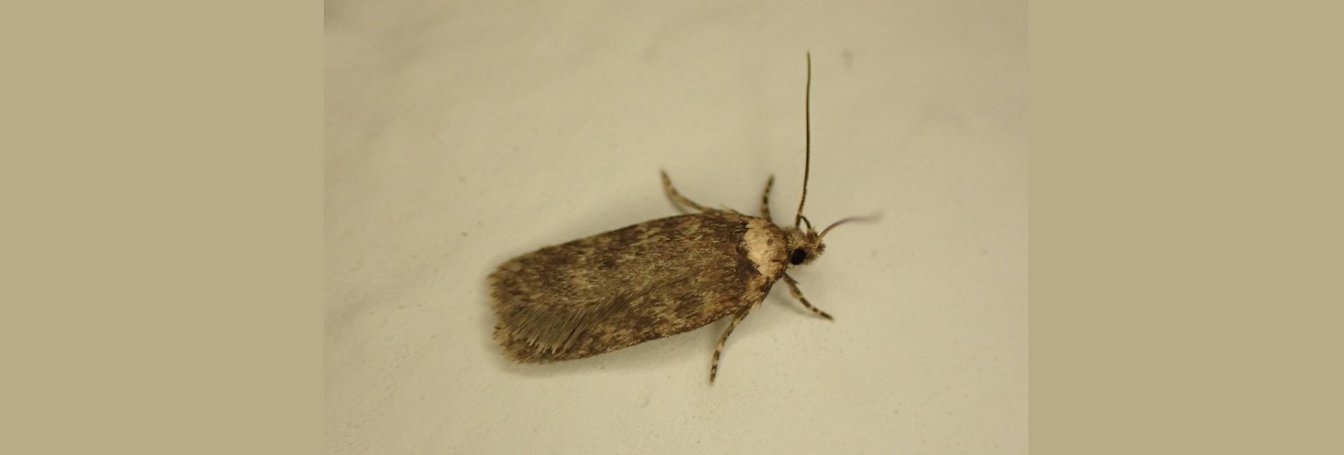 Depressaria marcella, Crete - photo © https://www.inaturalist.org/observations/352551070