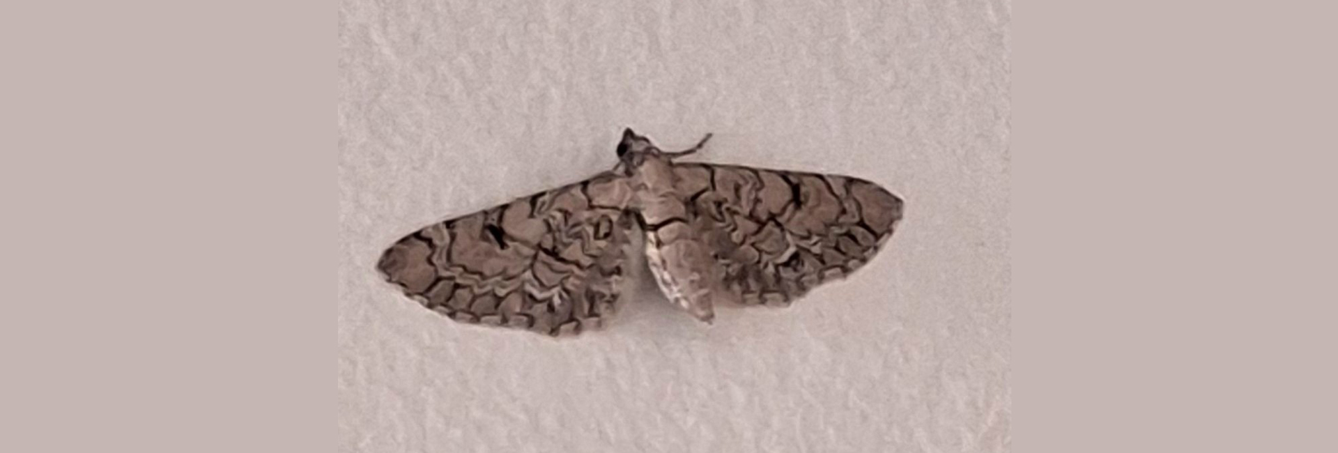 Eupithecia schiefereri, Crete - photo © https://observation.org/observation/392680751/