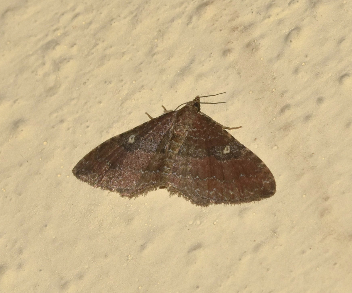 Orthonama obstipata ♀, Crete - photo © K. Bormpoudaki