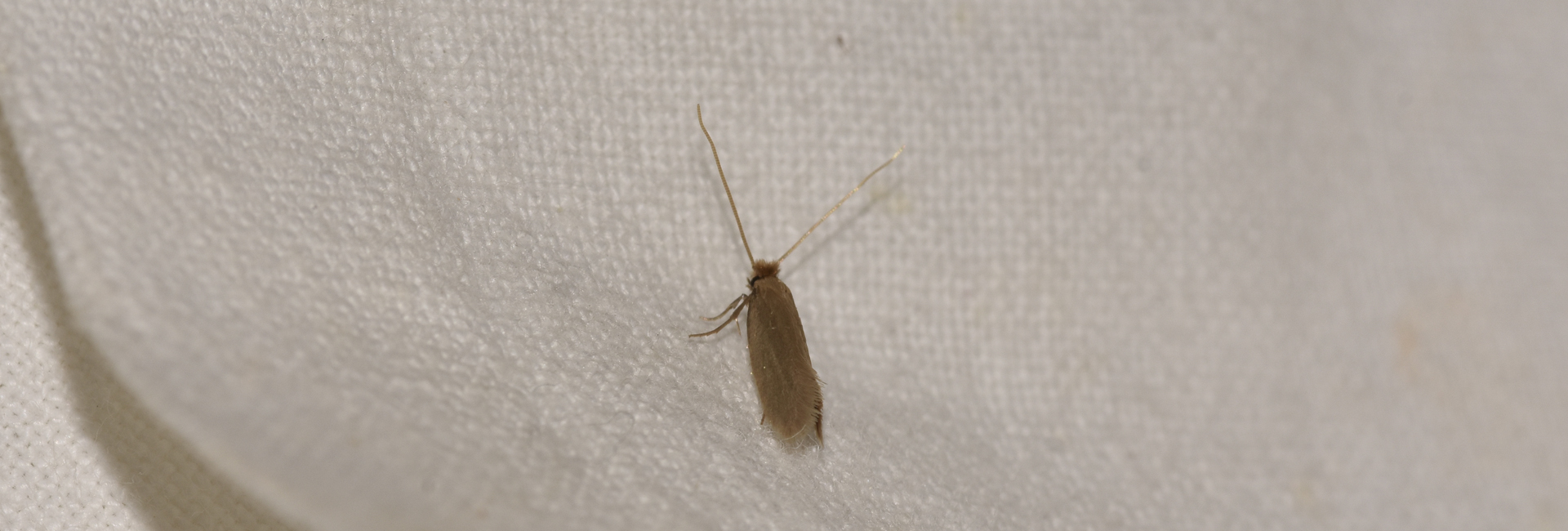 Tineola bisselliella, Crete - photo © K. Bormpoudaki