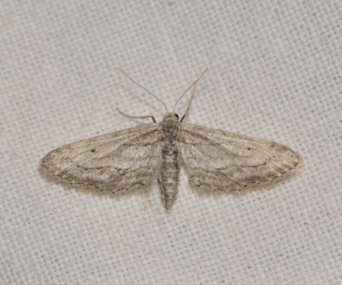 Idaea longaria, Crete - photo © K. Bormpoudaki