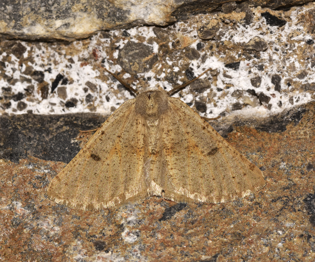 Dyscia crassipunctaria, Crete - photo © K. Bormpoudaki