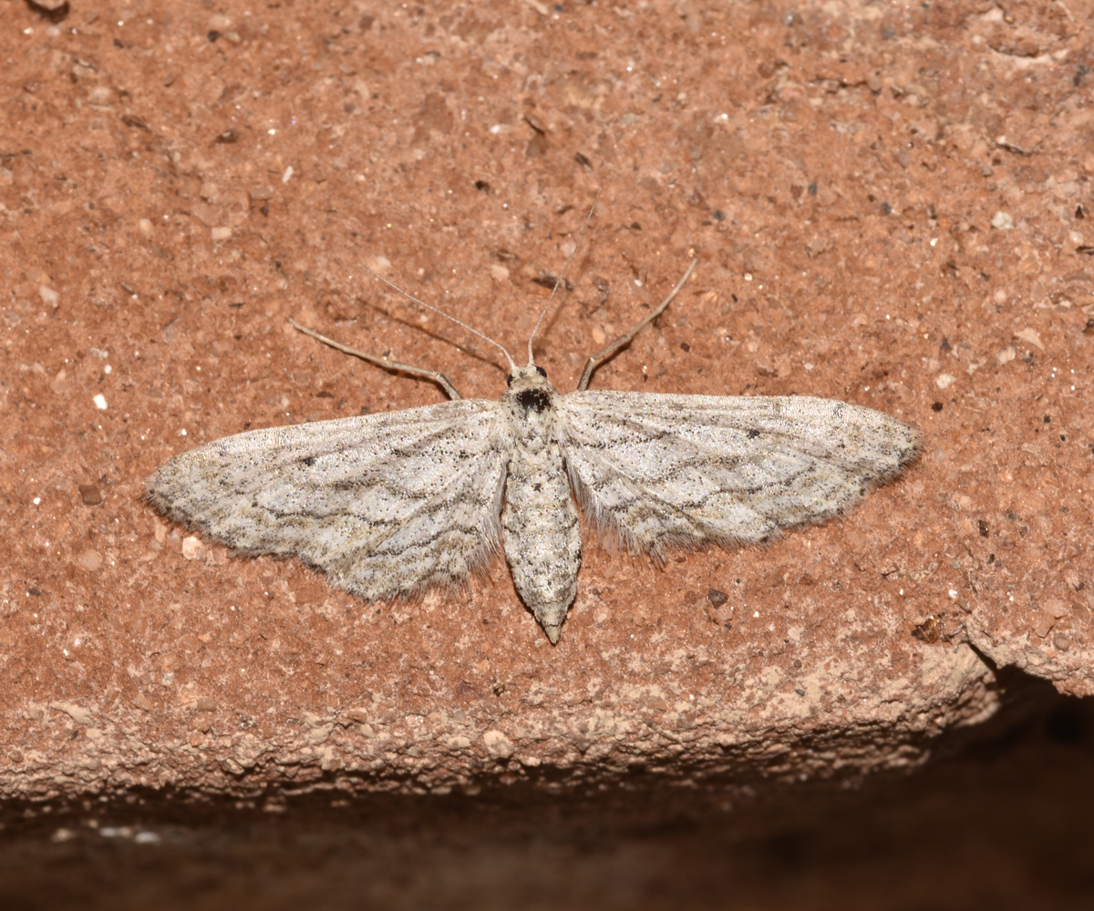 Idaea longaria, Crete - photo © K. Bormpoudaki