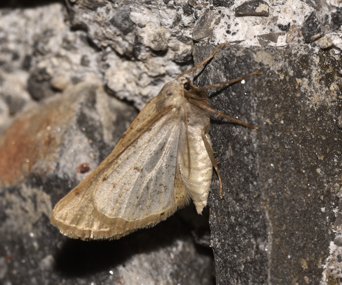 Dyscia crassipunctaria, Crete - photo © K. Bormpoudaki
