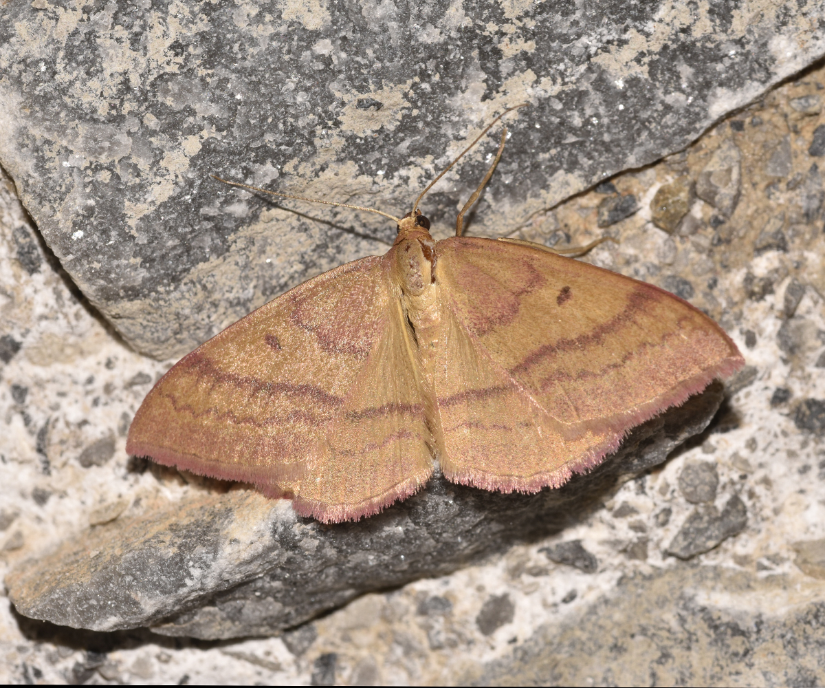 Rhodostrophia cretacaria, Crete - photo © K. Bormpoudaki