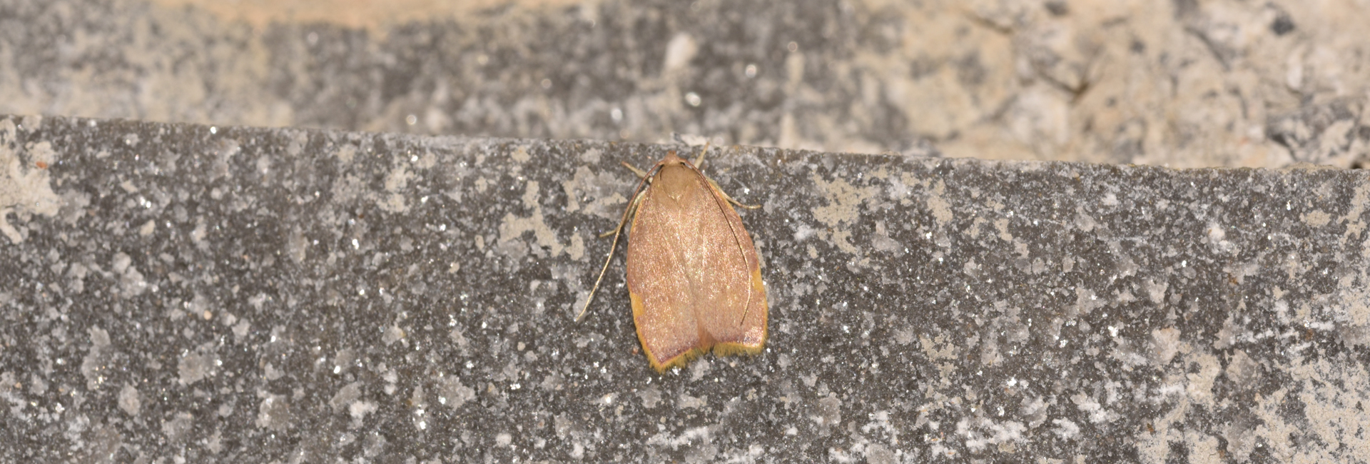 Carcina ingridmariae, Crete - photo © K. Bormpoudaki