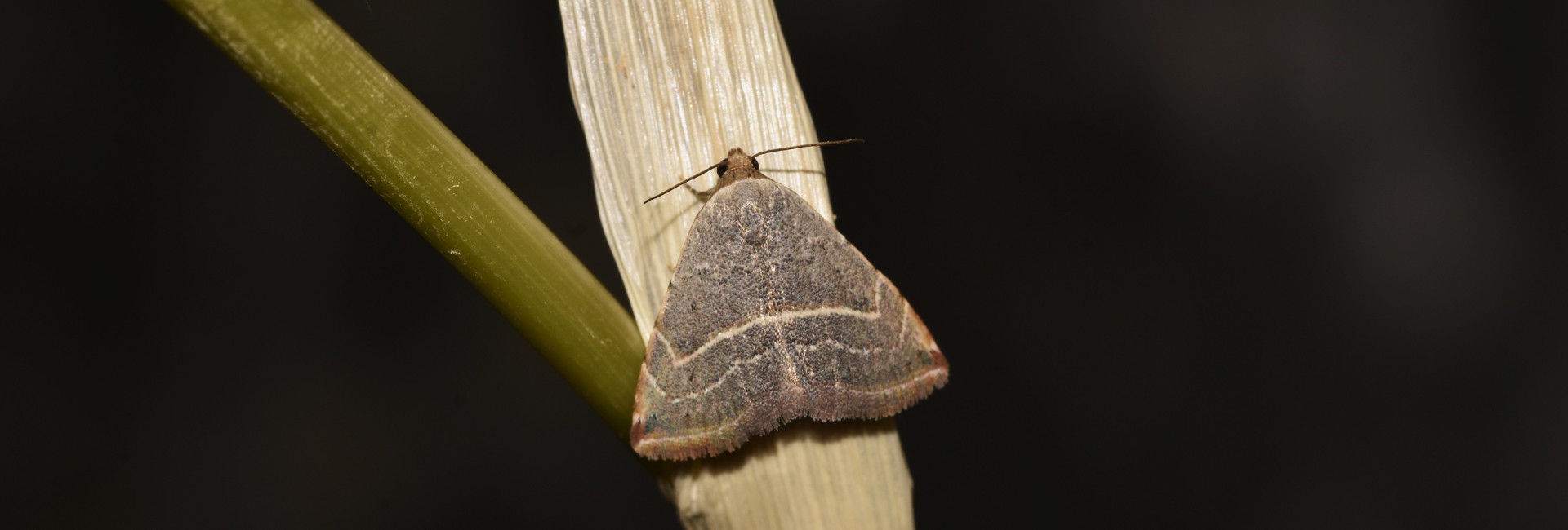 Eublemma polygramma, Crete - photo © K. Bormpoudaki
