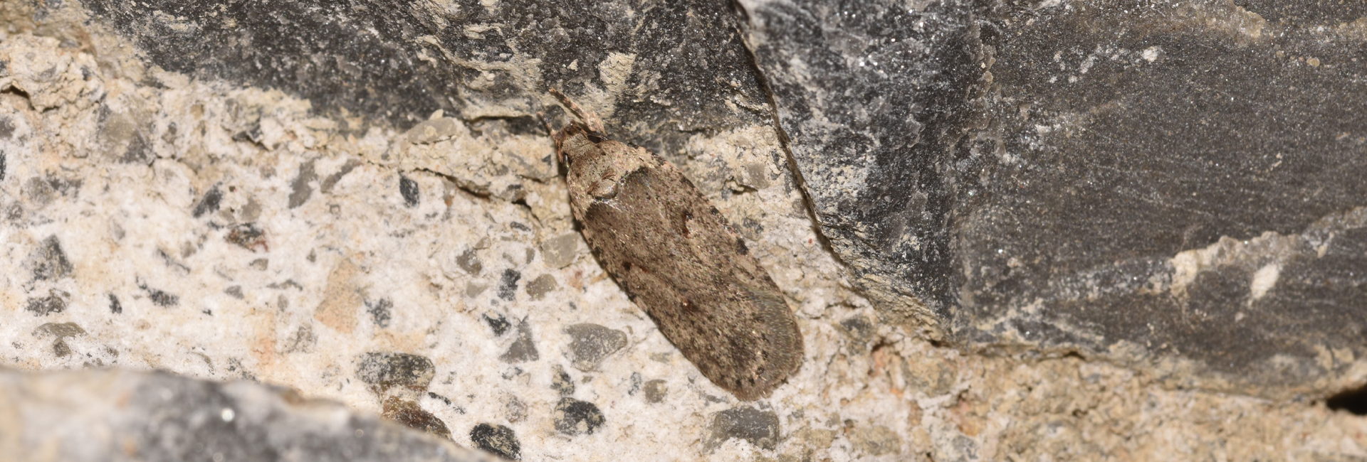 Agonopterix thapsiella, Crete - photo © K. Bormpoudaki