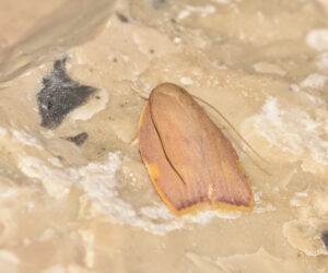 Peleopodidae
