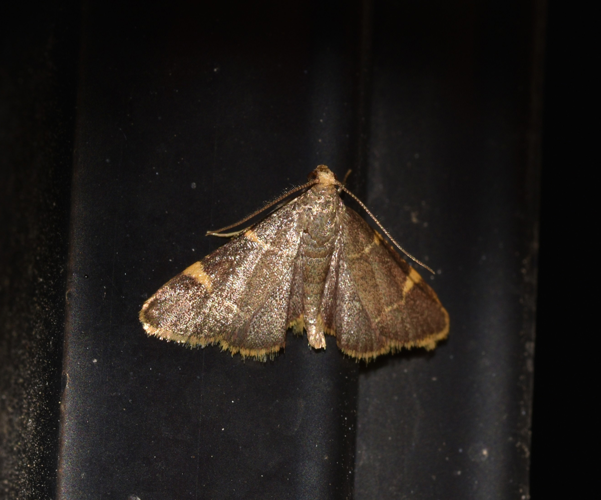 Hypsopygia costalis, Crete - photo © K. Bormpoudaki