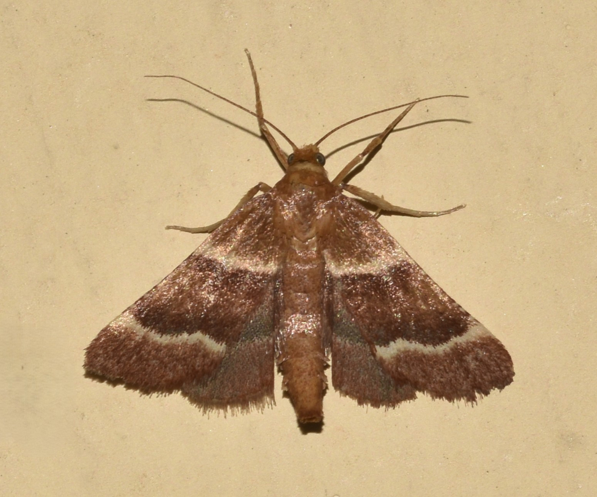 Stemmatophora combustalis, Crete - photo © K. Bormpoudaki