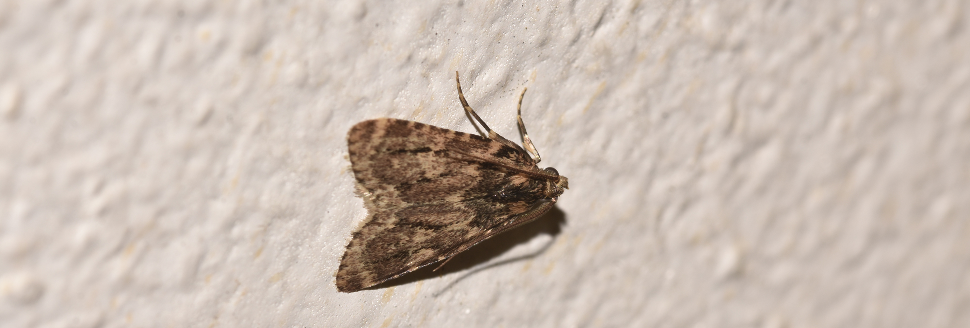 Aglossa caprealis, Crete - photo © K. Bormpoudaki