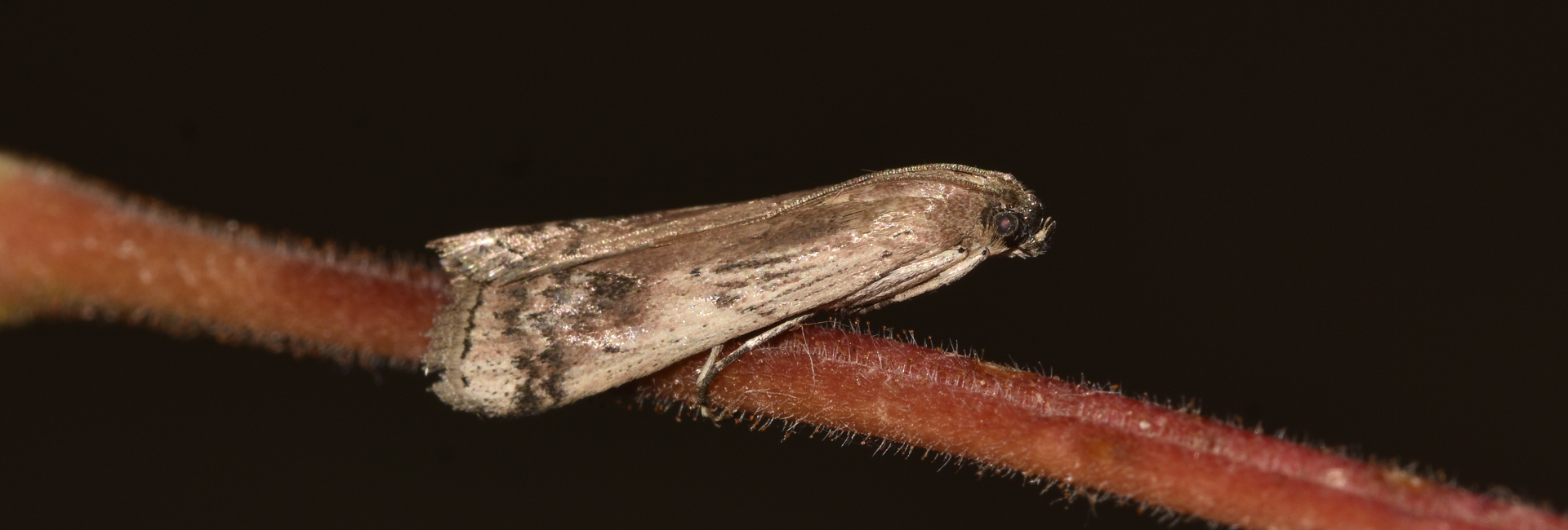 Euzophera osseatella, Crete - photo © K. Bormpoudaki