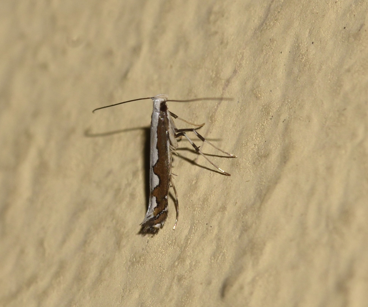 Dialectica scalariella, Crete - photo © K. Bormpoudaki