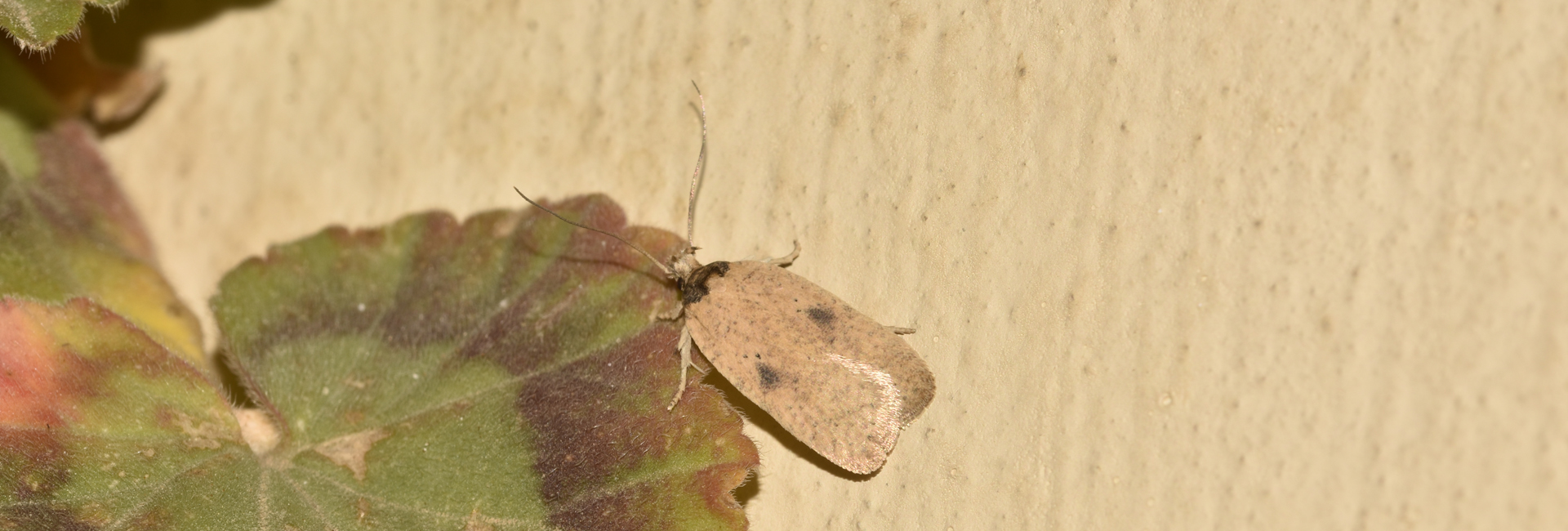 Agonopterix subpropinquella, Crete - photo © K. Bormpoudaki