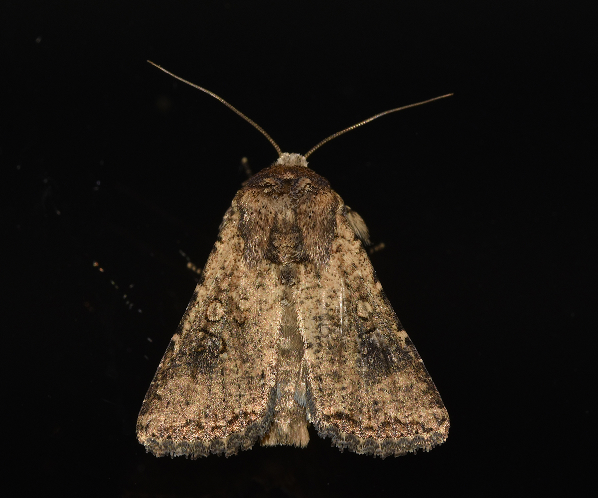 Mythimna languida, Crete - photo © K. Bormpoudaki