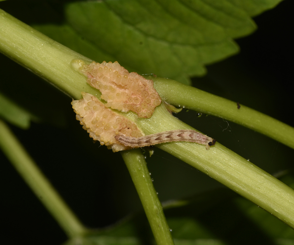 Gymnoscelis rufifasciata larva, Crete - photo © K. Bormpoudaki