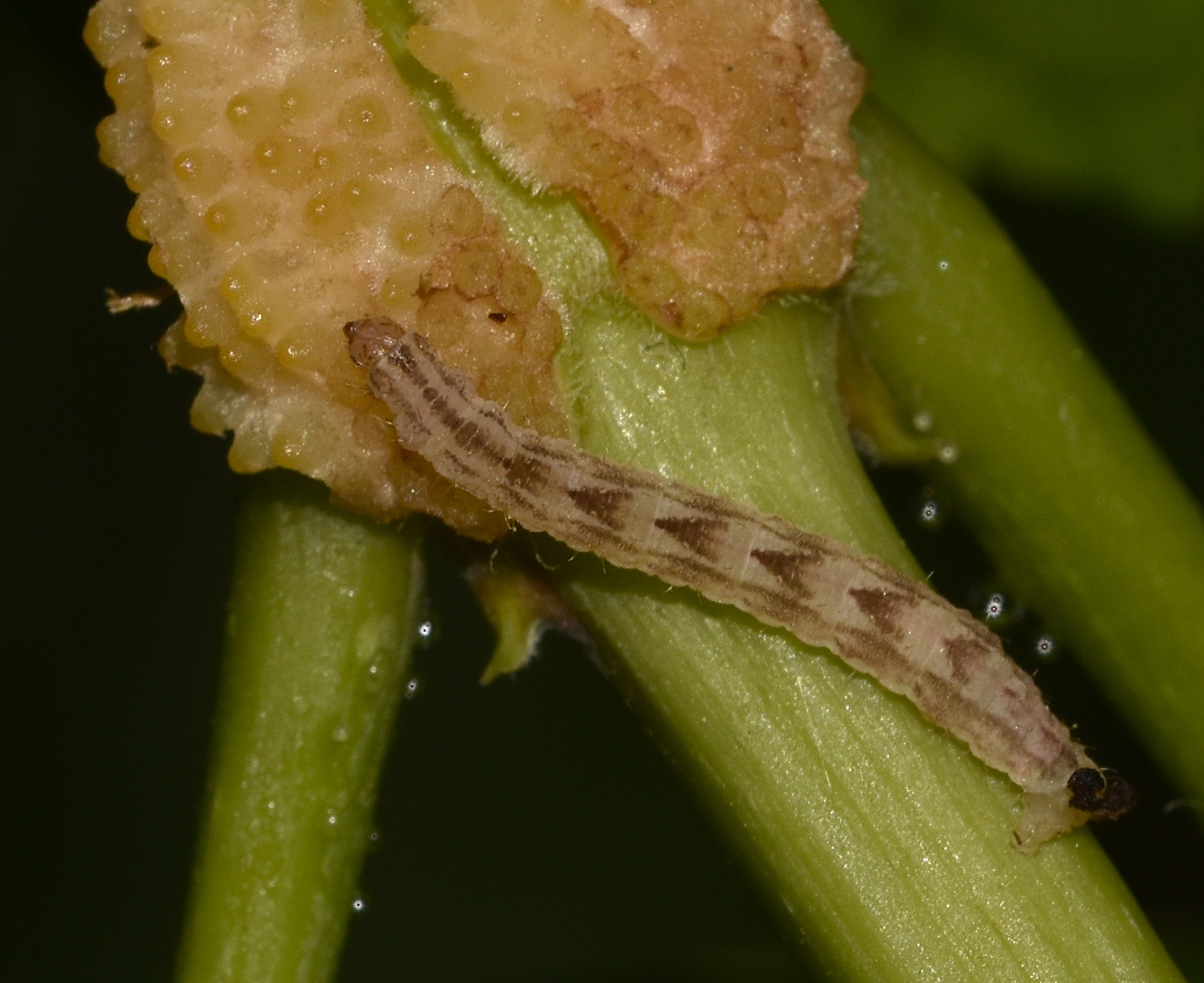 Gymnoscelis rufifasciata larva, Crete - photo © K. Bormpoudaki