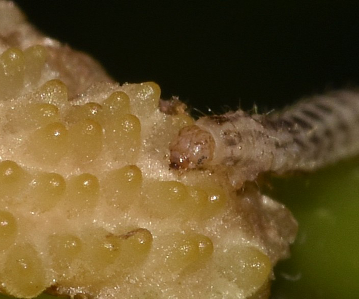 Gymnoscelis rufifasciata larva, Crete - photo © K. Bormpoudaki