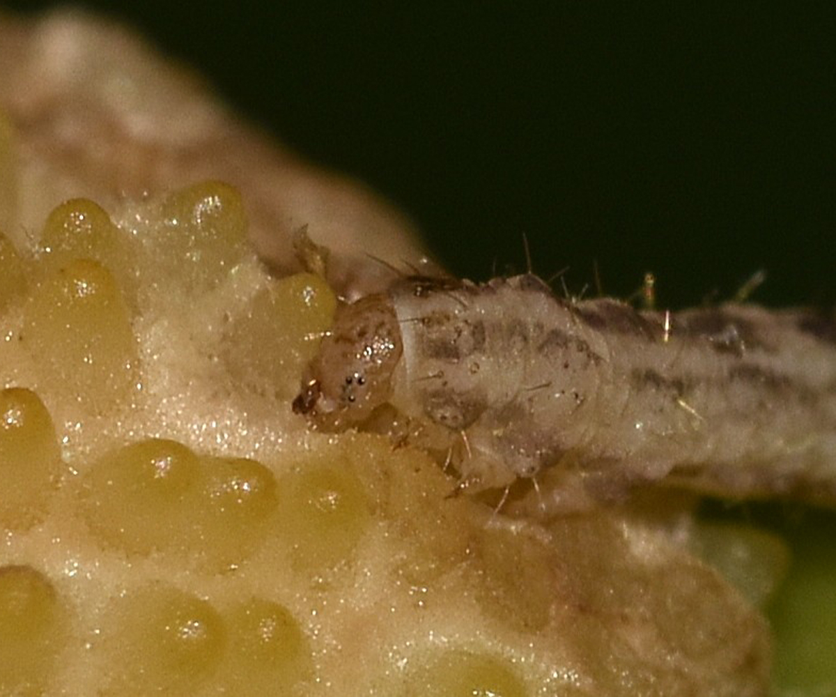 Gymnoscelis rufifasciata larva, Crete - photo © K. Bormpoudaki