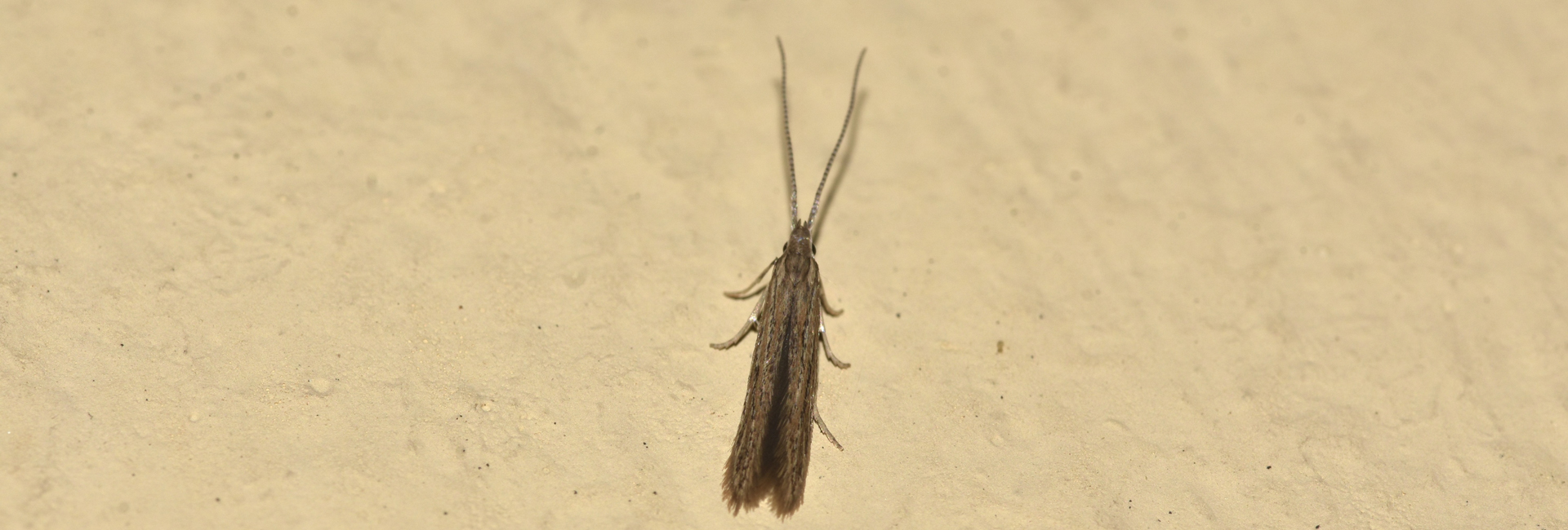 Coleophora texanella, Crete - photo © K. Bormpoudaki