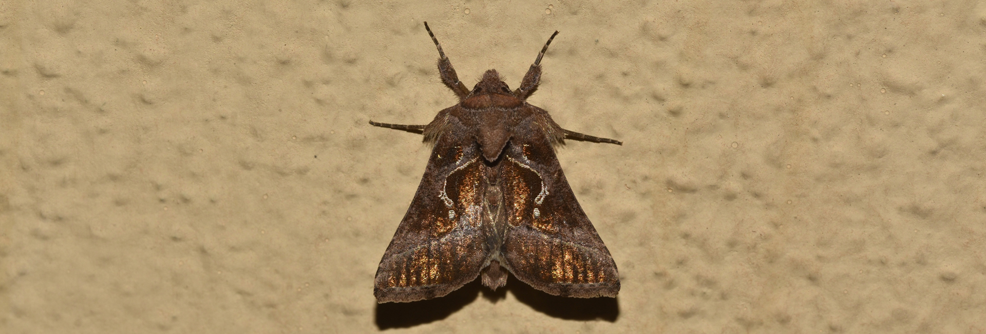 Thysanoplusia circumscripta, Crete - photo © Henry Edmunds