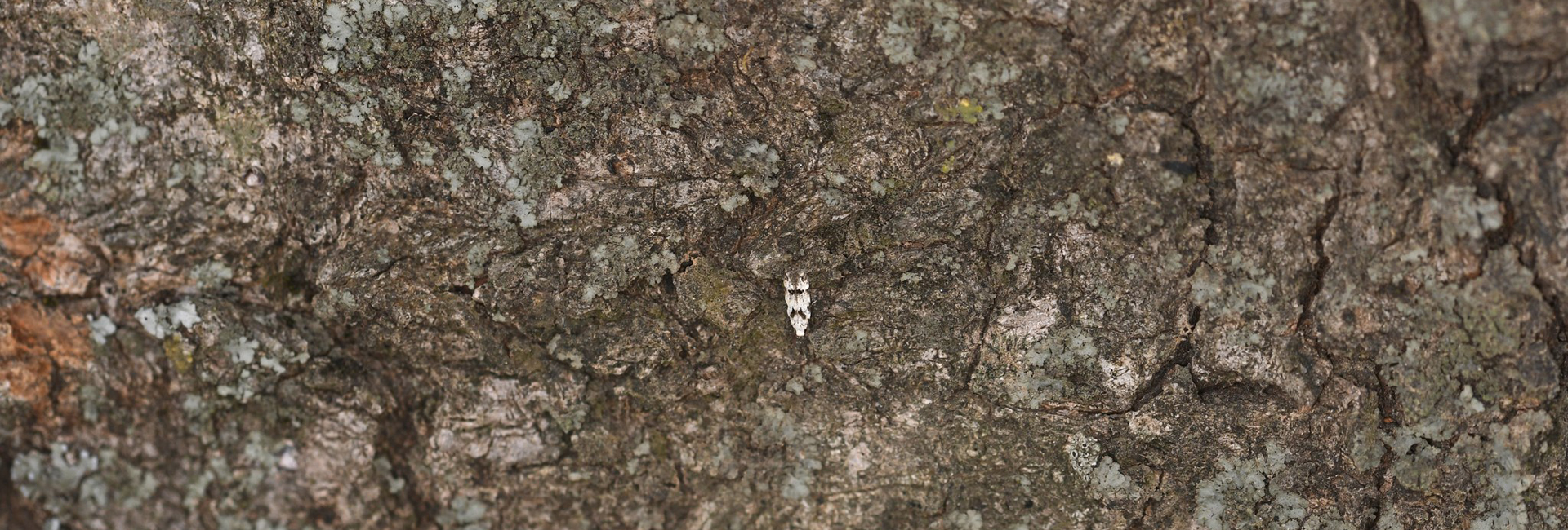 Teleiodes albiluculella, Crete - photo © Fotis Samaritakis