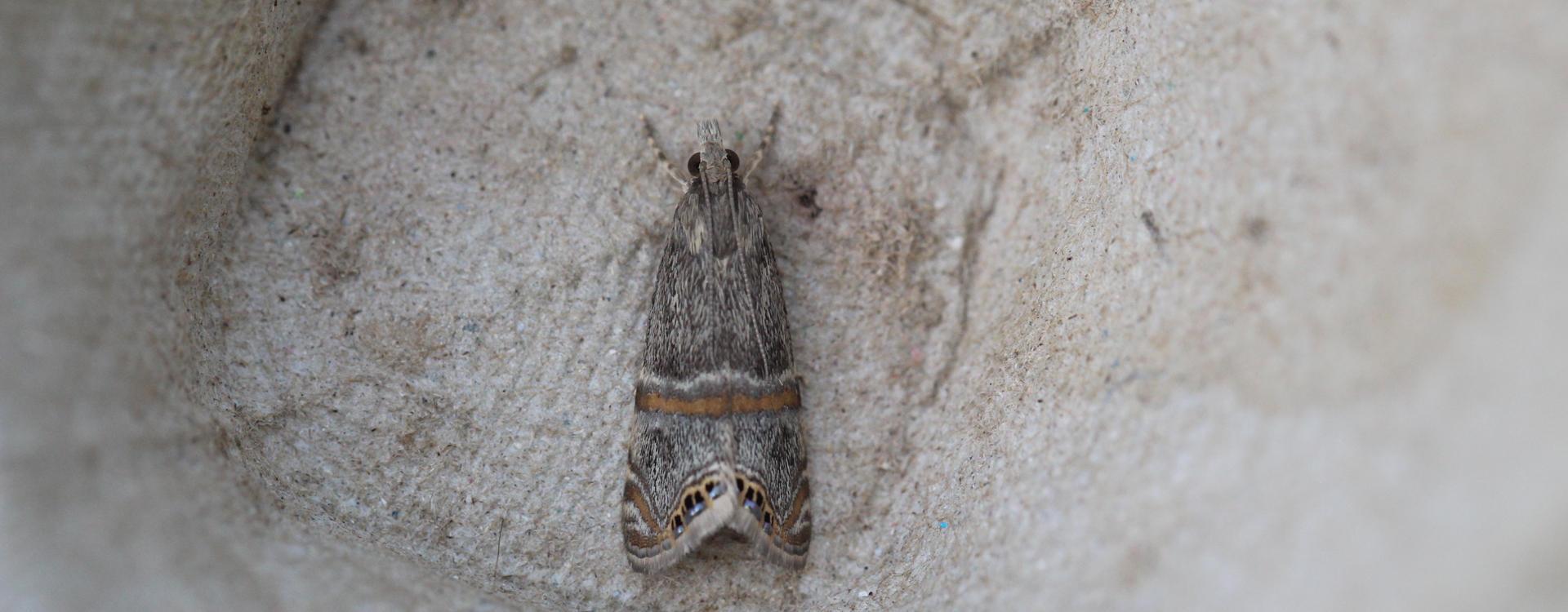 Euchromius vinculellus, Crete - photo © Henry Edmunds
