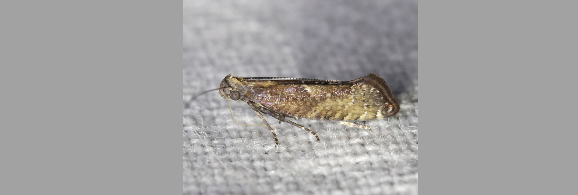 Acrolepiopsis vesperella, Crete - photo © Benoît Segerer