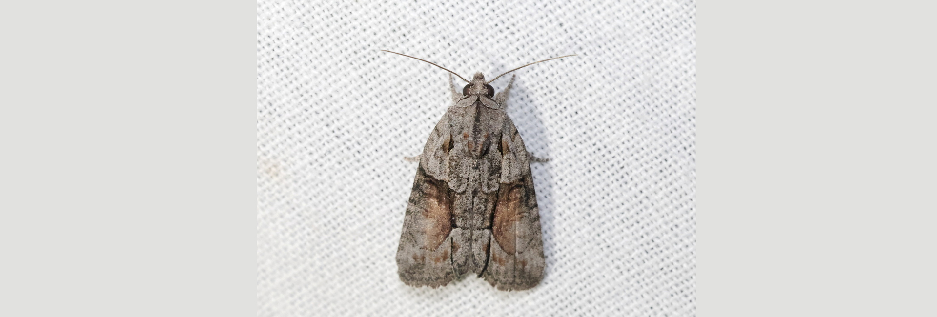 Bryophila felina, Crete - photo © Benoît Segerer