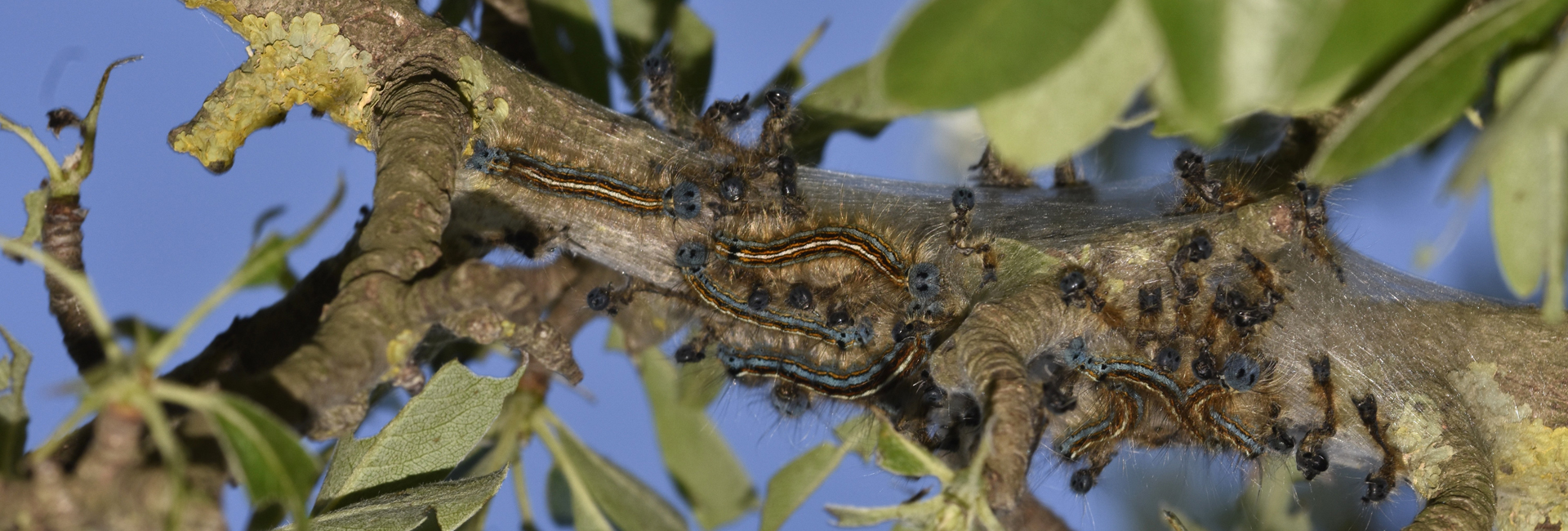 Malacosoma neustria larva, Crete - photo © K. Bormpoudaki