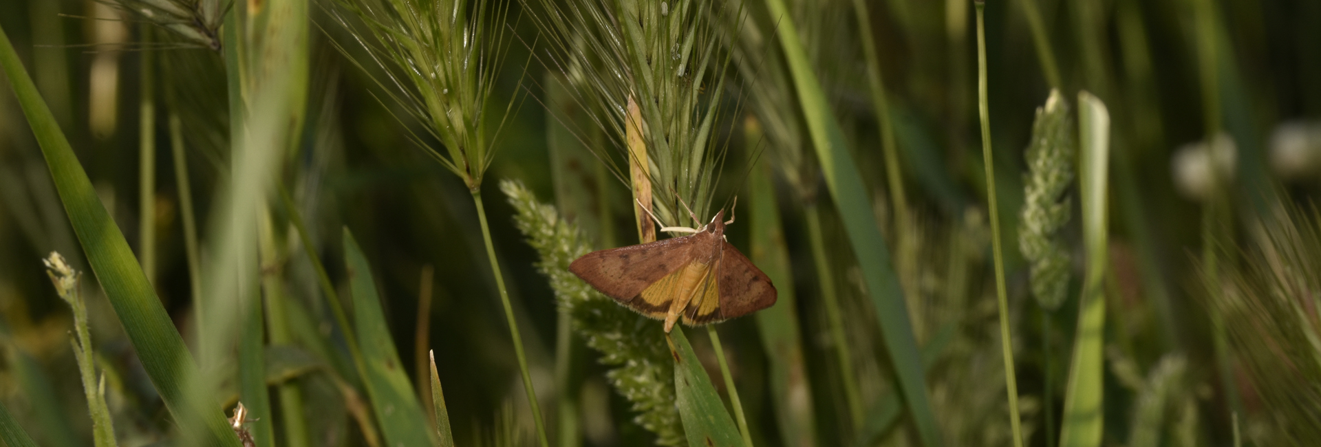 Uresiphita gilvata, Crete - photo © K. Bormpoudaki