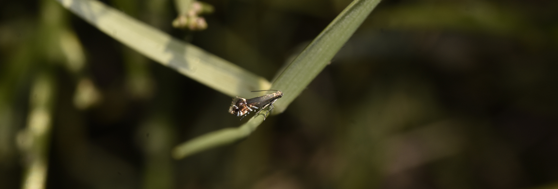 Glyphipterix simpliciella, Crete - photo © K. Bormpoudaki