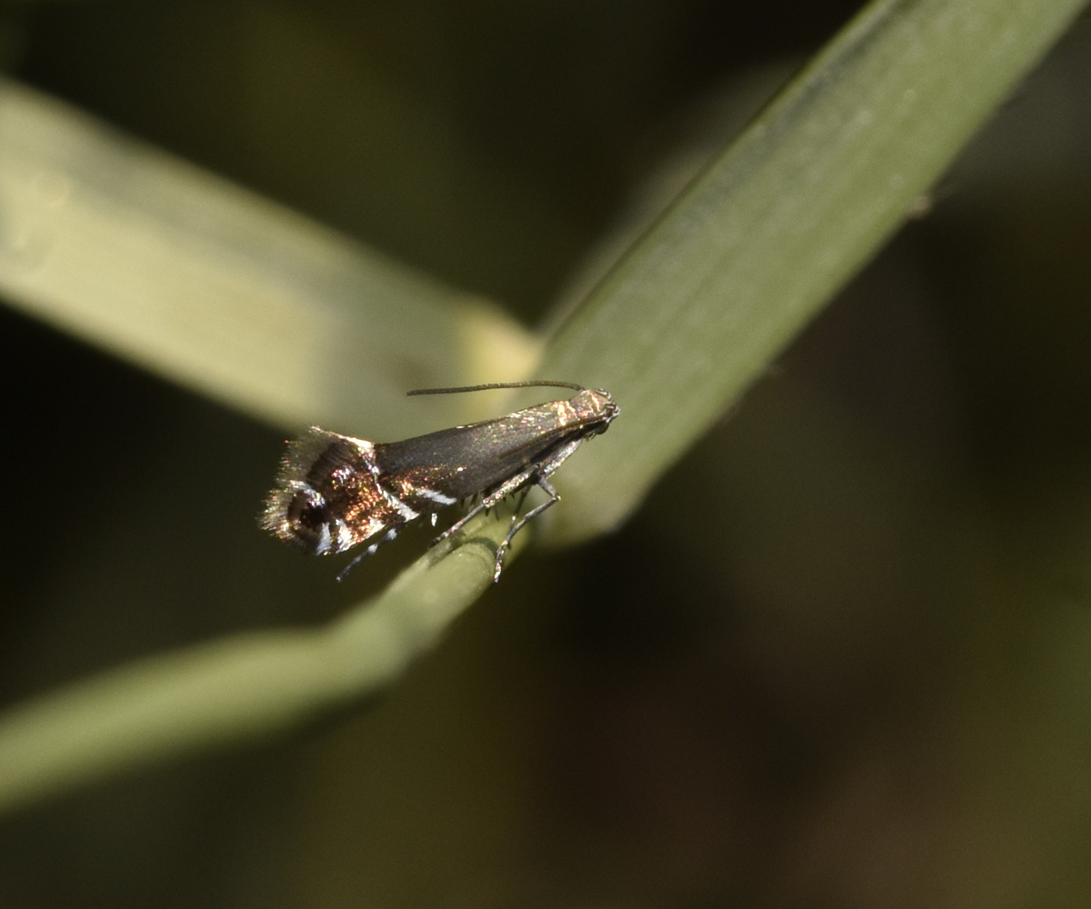 Glyphipterix simpliciella, Crete - photo © K. Bormpoudaki