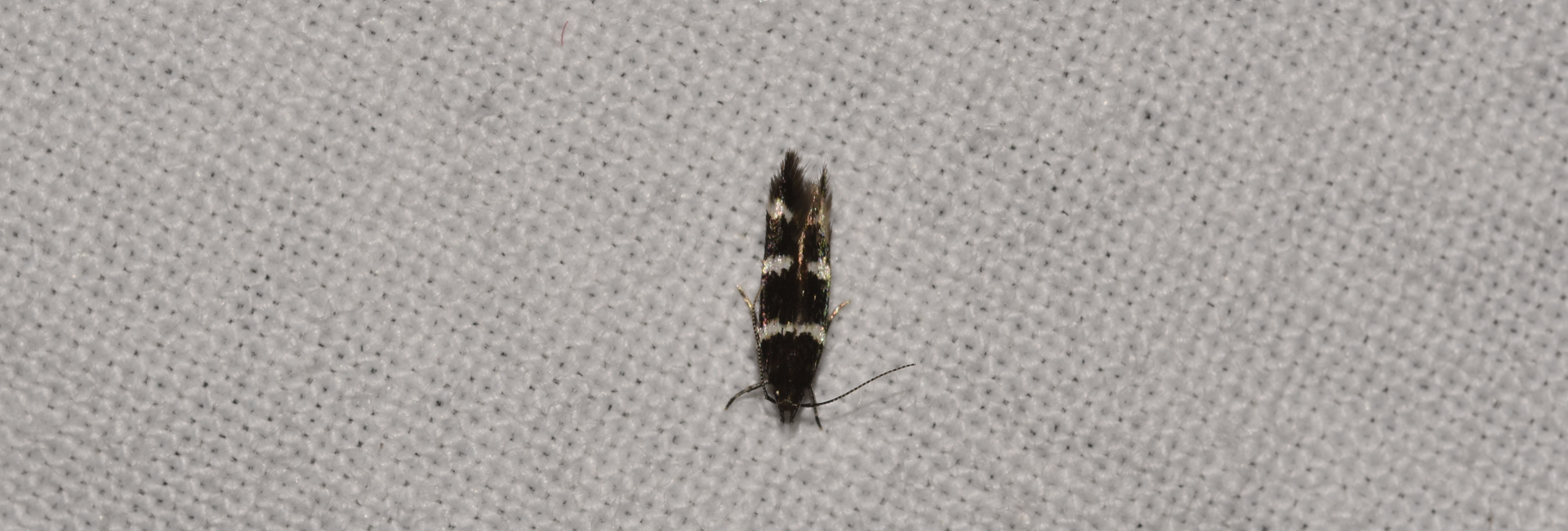 Hodgesiella rebeli, Crete - photo © K. Bormpoudaki