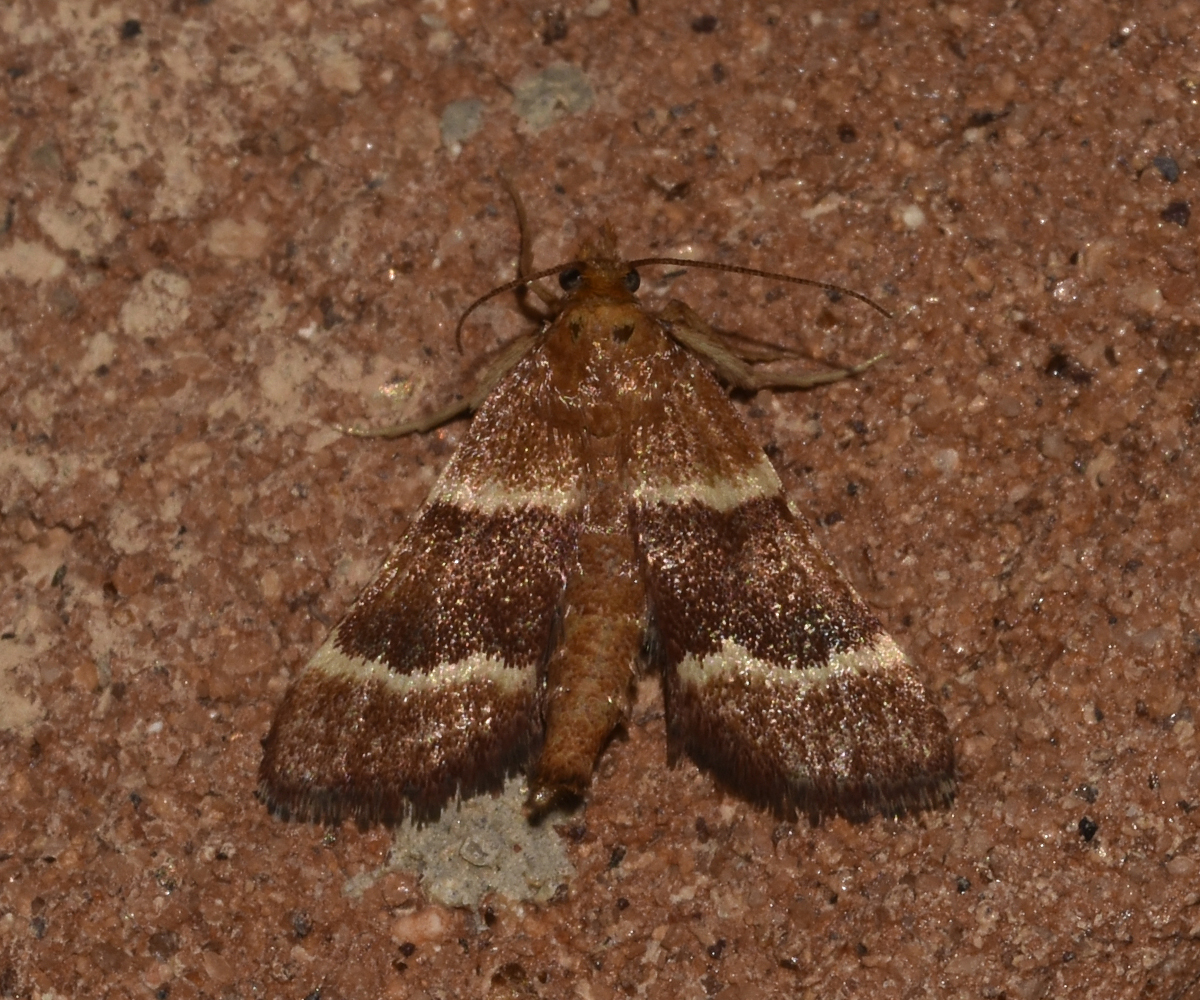 Stemmatophora combustalis, Crete - photo © K. Bormpoudaki