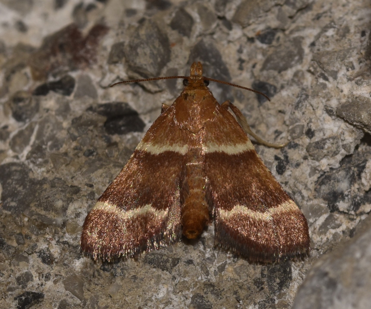 Stemmatophora combustalis, Crete - photo © K. Bormpoudaki