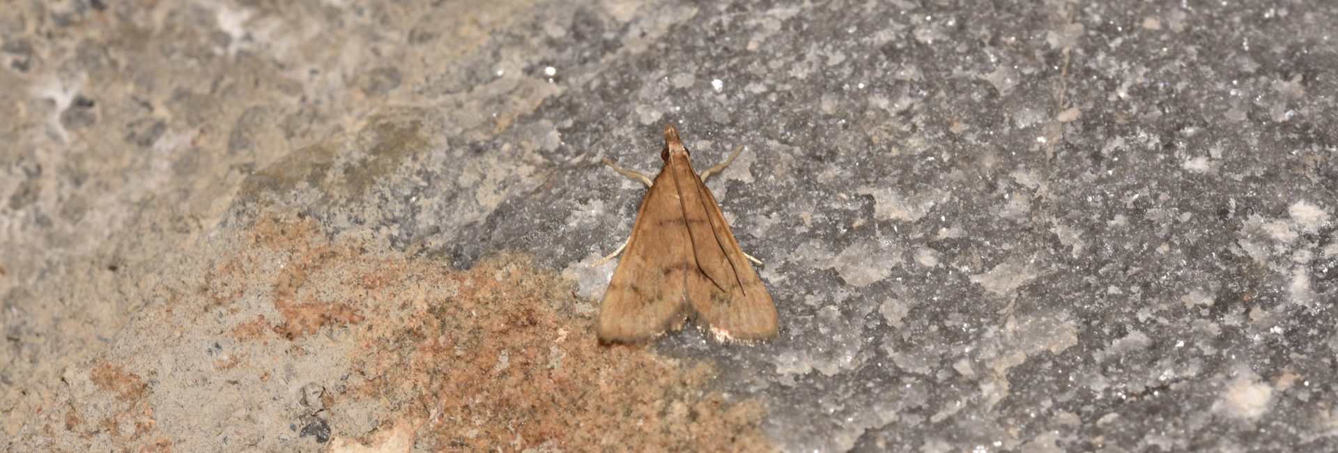 Dolicharthria metasialis, Crete - photo © K. Bormpoudaki
