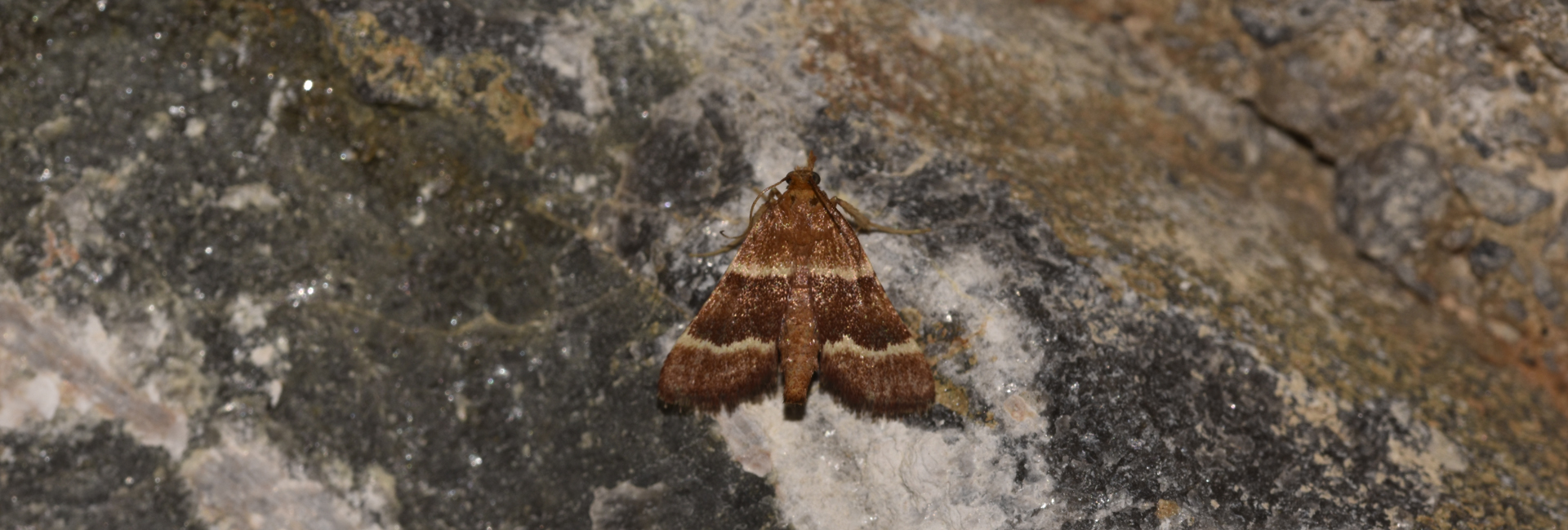 Stemmatophora combustalis, Crete - photo © K. Bormpoudaki