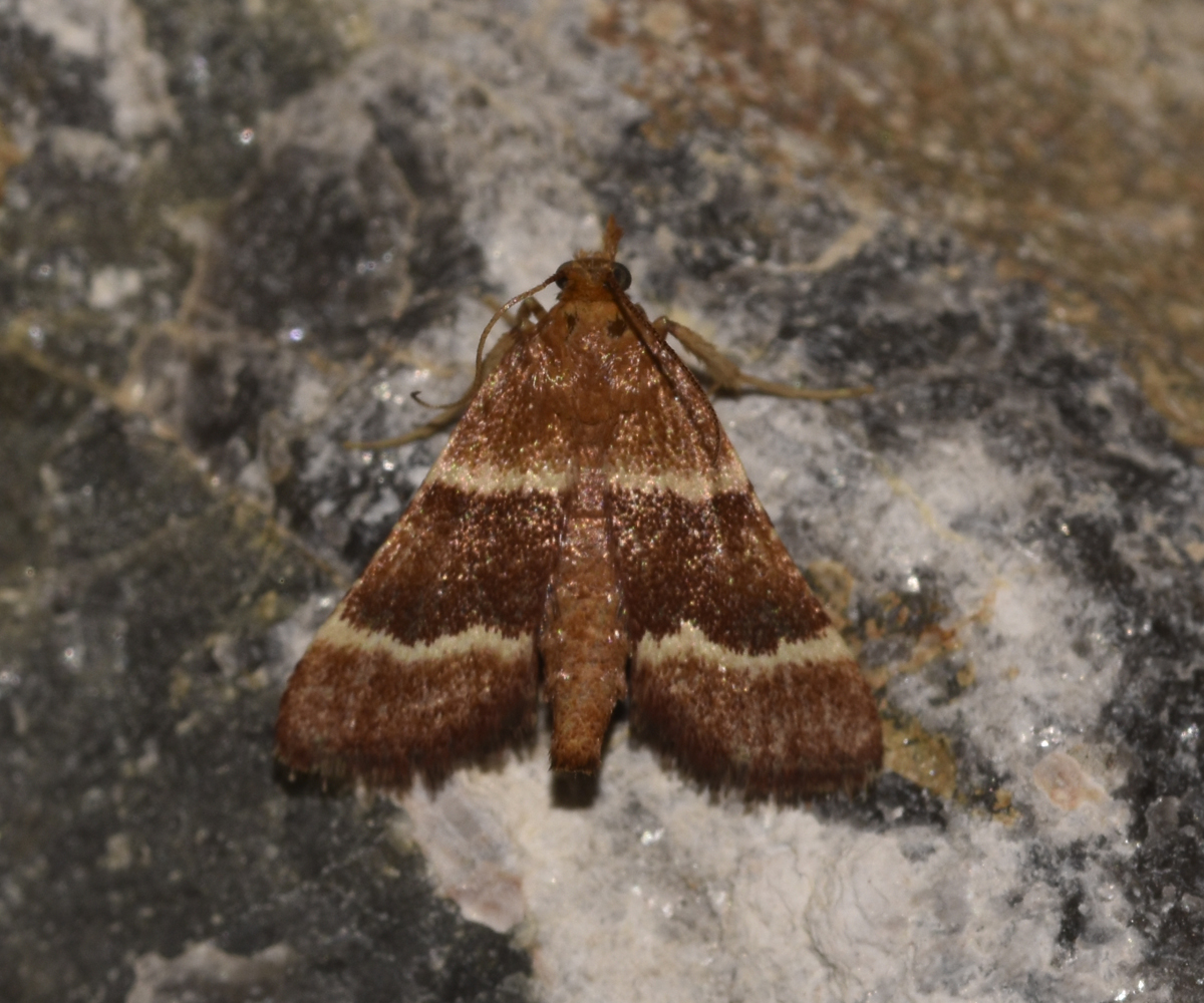 Stemmatophora combustalis, Crete - photo © K. Bormpoudaki