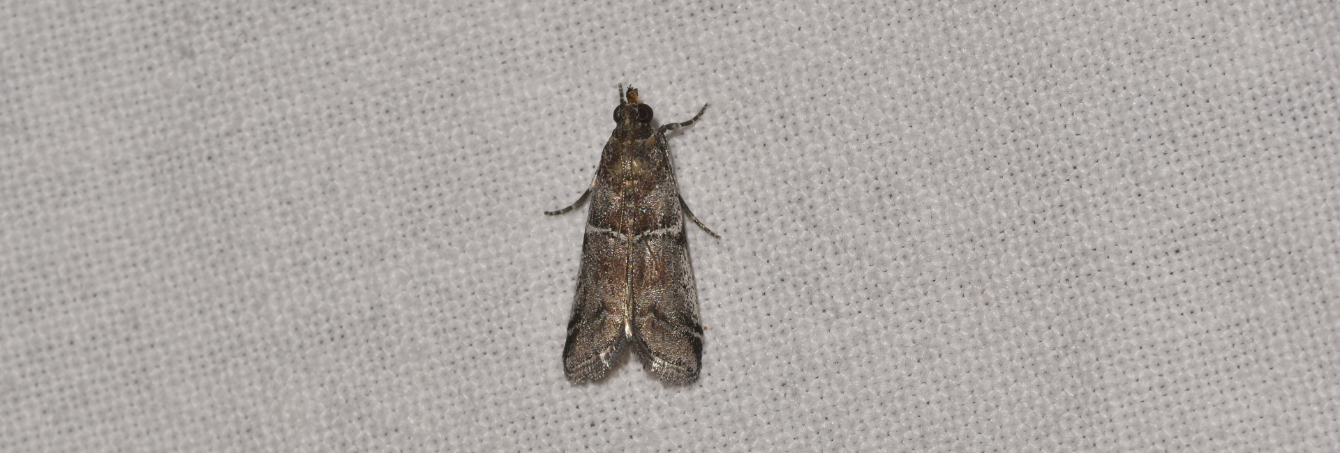 Laodamia combustella, Crete - photo © K. Bormpoudaki