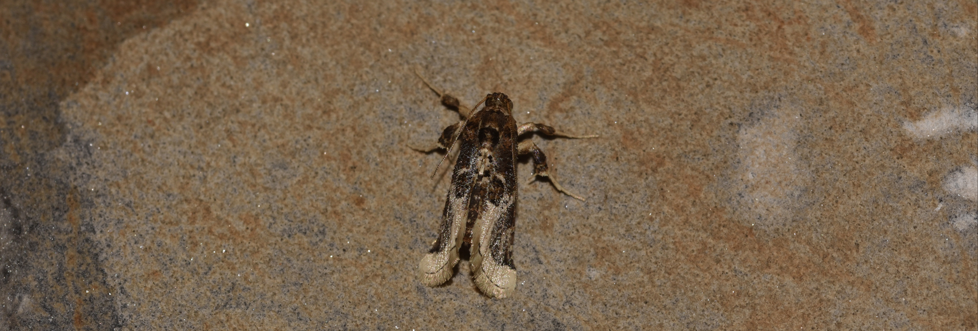 Loryma egregialis, Crete - photo © K. Bormpoudaki