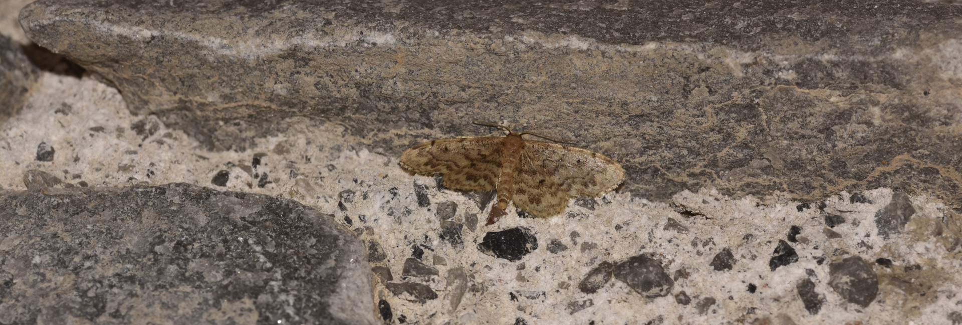 Idaea inquinata, Crete - photo © K. Bormpoudaki