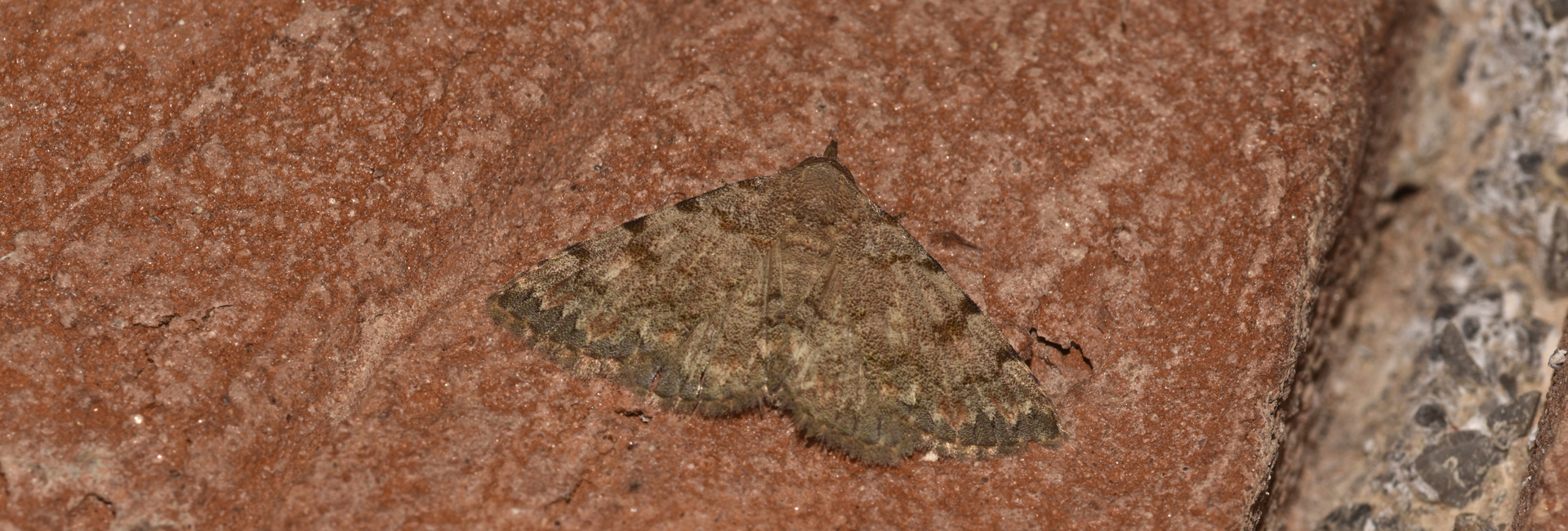 Metachrostis velocior, Crete - photo © K. Bormpoudaki