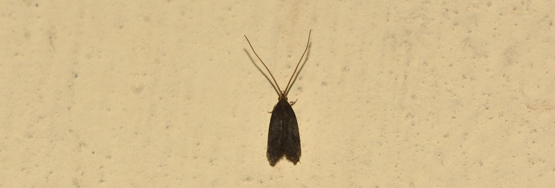 Lecithocera nigrana, Crete - photo © K. Bormpoudaki