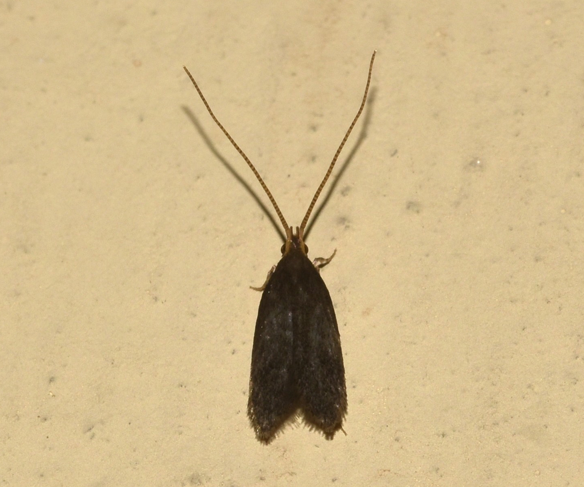 Lecithocera nigrana, Crete - photo © K. Bormpoudaki