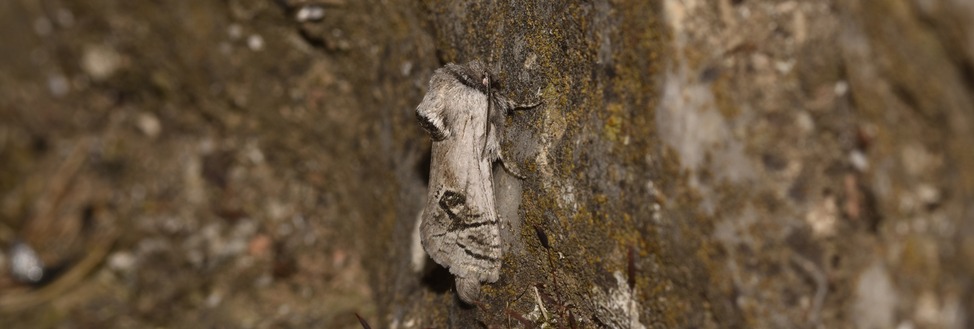 Parahypopta caestrum, Crete - photo © K. Bormpoudaki