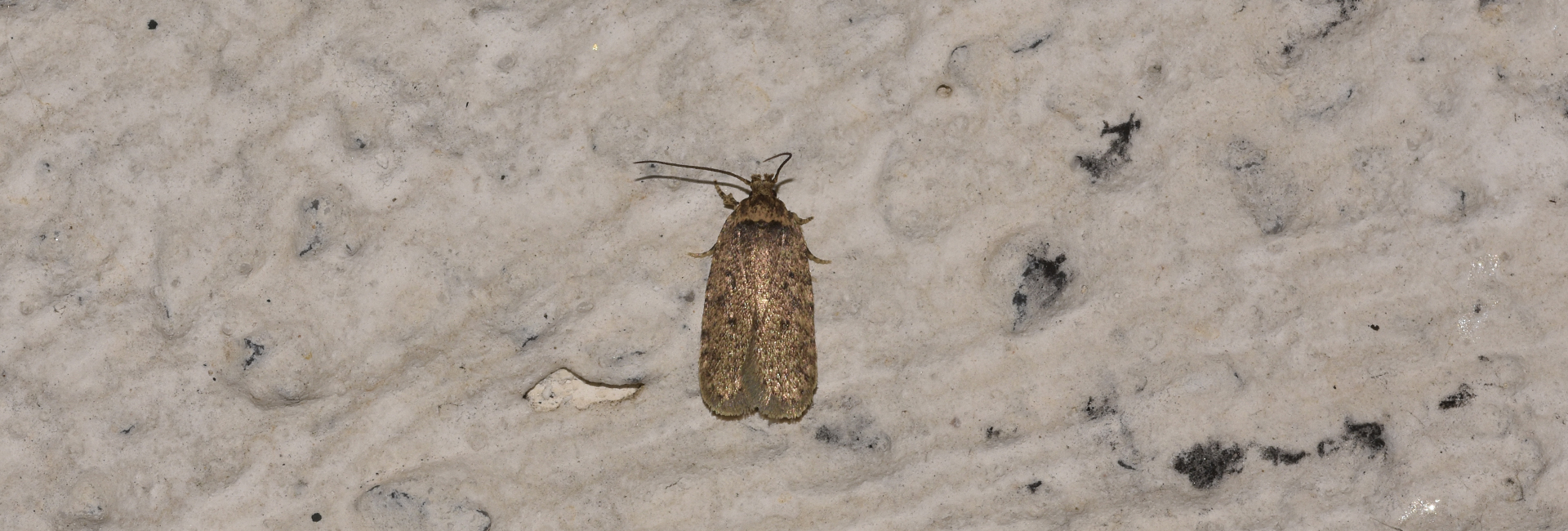 Agonopterix curvipunctosa, Crete - photo © K. Bormpoudaki