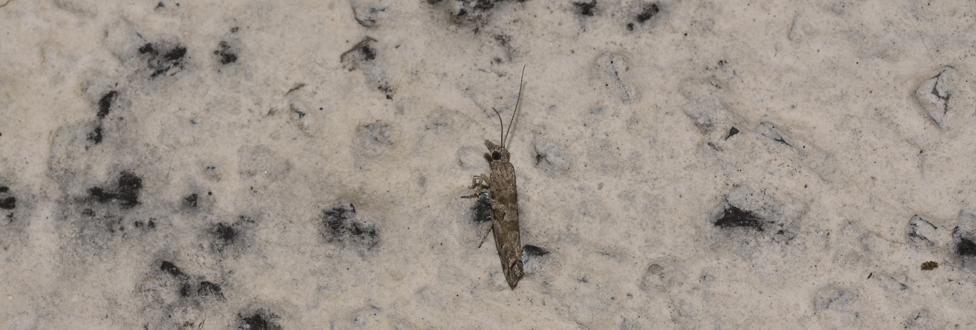 Ypsolopha sculpturella, Crete - photo © K. Bormpoudaki