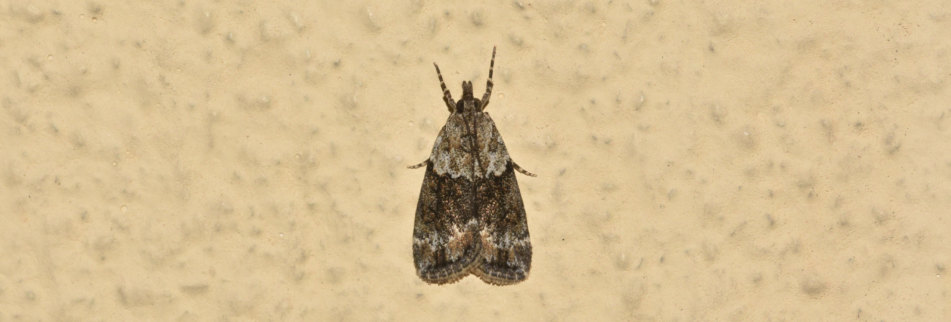 Eudonia mercurella, Crete - photo © K. Bormpoudaki